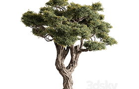 Ola Tree Set 294