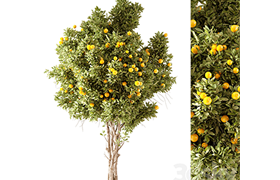 Orange Tree 01