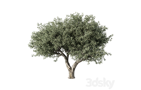 Olive Tree No78