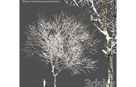 Winter Fraxinus pennsylvanica