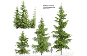Cedrus Deodara