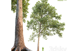 Sycamore Platanus #20