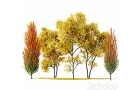 Maple Sapindaceae and Acer Saccharinum Fall trees