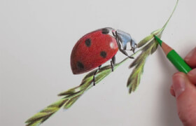 Skillshare - Beginner's Guide to Realistic Drawings with Colored Pencils - Drawing a Ladybird with Only 12 Colors