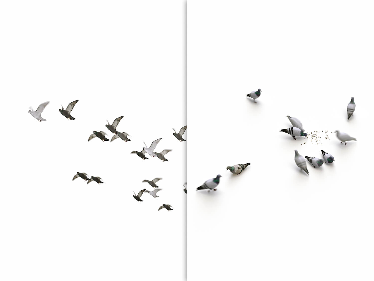 Animated_Flying_Pigeons_Set_preview_01.jpg