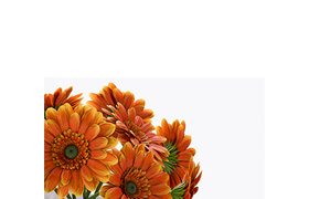 Gerbera Flower