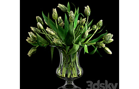 Green Parrot Tulips
