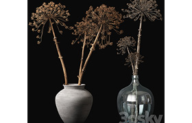 Old heracleum