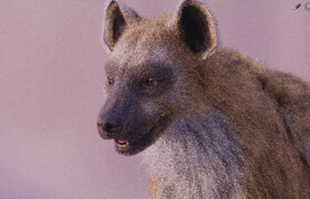 Udemy - Hyena groom techniques in Houdini