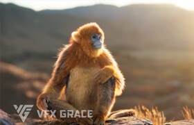 VFXGrace - Golden Snub-nosed Monkey - 模型