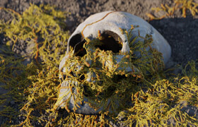 Procedural Fungus Growth