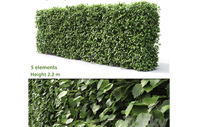 Crataegus hedge (22m)