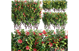 Chinese hibiscus - Hibiscus rosa-sinensis - 03