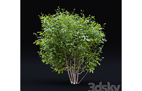 Star Magnolia Magnolia stellata