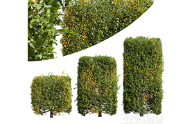 New Plant Ligustrum Quihoui Privet Pruned Box