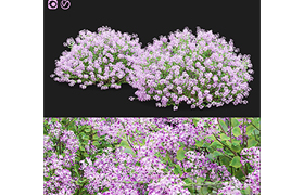 Mayers lilac bushes Syringa meyeri