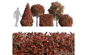 Photinia fraseri Red Robin (Photinia fraseri Red Robin)