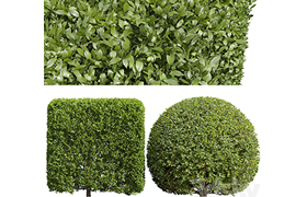 Ligustrum Quihoui Privet and Ficus Concinna Bonsai Pruned