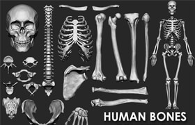 Artstation - (Skeleton) Human Bones Collection IMM Stl Obj Brush Pack 26 in One - 模型