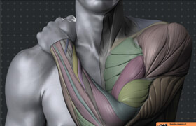 Arm and Hand in Motion (by Anatomy For Sculptors) PDF - book
