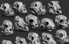 ArtStation - Animal Bones Collection Pack 14 in One Vol.3 - 模型