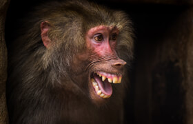 ArtStation - Monkeys - Photo Reference Pack For Artists 159 JPEGs - 参考照片