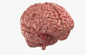 TurboSquid - Detailed Human Brain Model - 模型