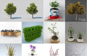 Decoration Plant 植物 - p4