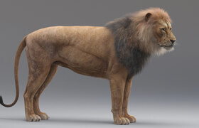TurboSquid - Lion Rigged (Fur) 3D Model by Missset - 模型