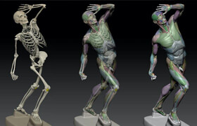 Anatomy for sculpture - 3Dref - 模型 参考素材