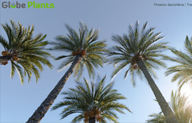 Globe Plants - Phoenix Dactylifera - True Date Palm 3D Models